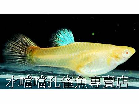 水噹噹孔雀魚007