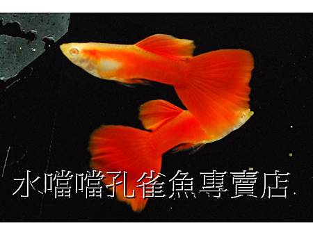 水噹噹孔雀魚001