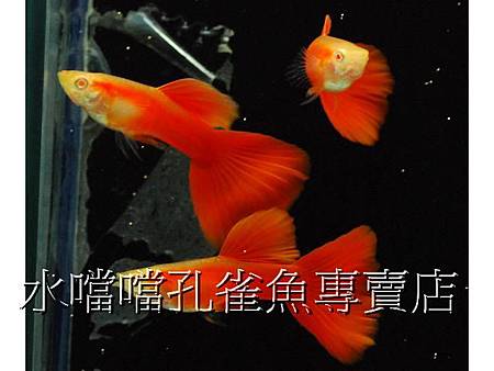 水噹噹孔雀魚004