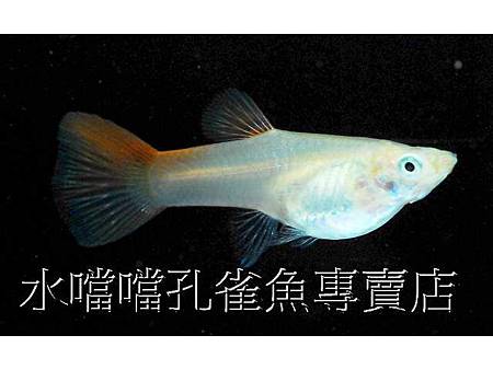 水噹噹孔雀魚005