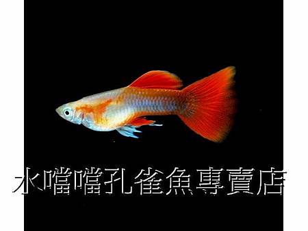 水噹噹孔雀魚002
