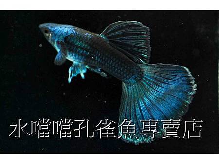 水噹噹孔雀魚001