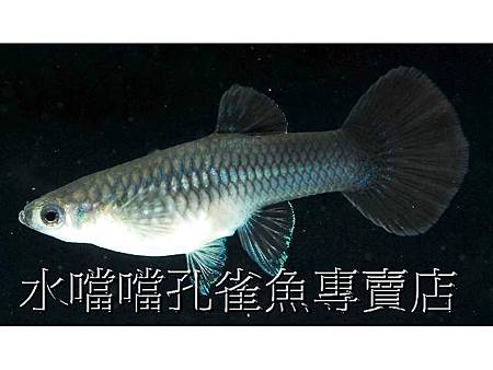 水噹噹孔雀魚007