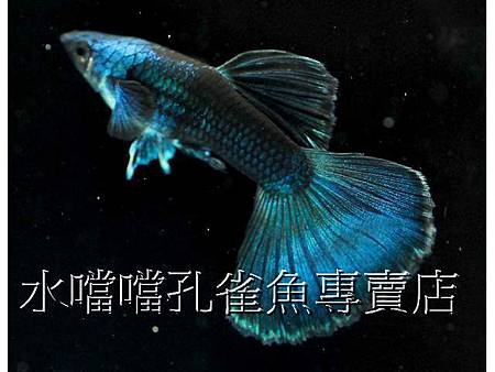 水噹噹孔雀魚002