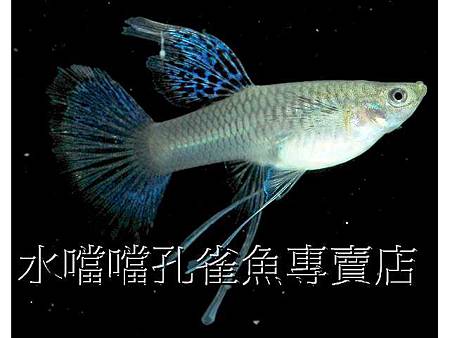 水噹噹孔雀魚008