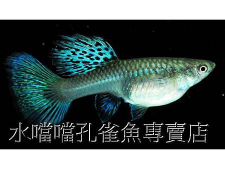 水噹噹孔雀魚005