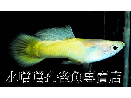 水噹噹孔雀魚001