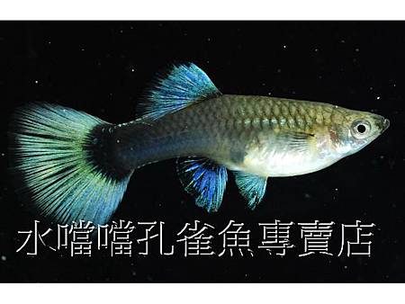 水噹噹孔雀魚004