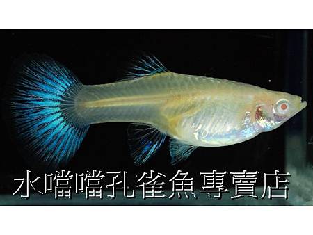 水噹噹孔雀魚004