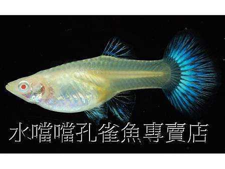 水噹噹孔雀魚003