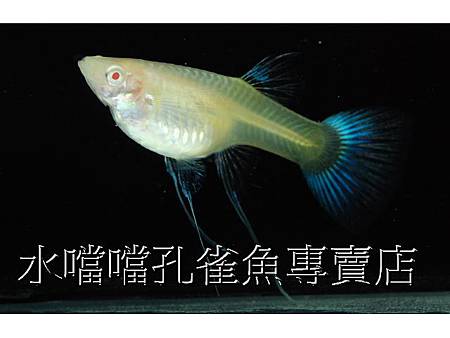 水噹噹孔雀魚005