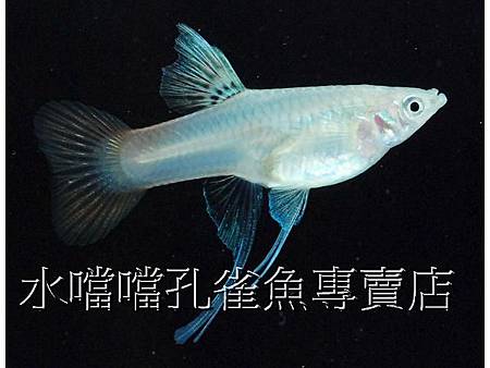 水噹噹孔雀魚005