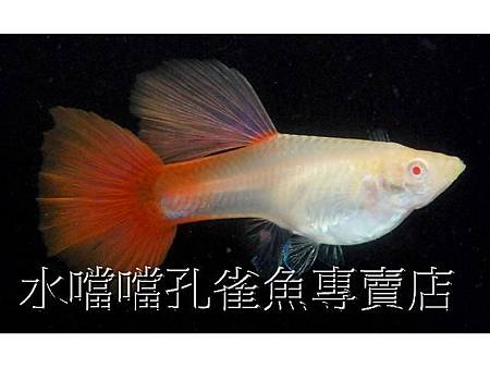 水噹噹孔雀魚006