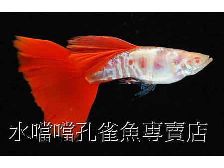 水噹噹孔雀魚004