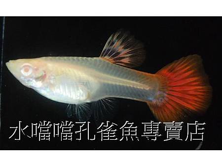 水噹噹孔雀魚006