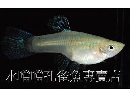 水噹噹孔雀魚004