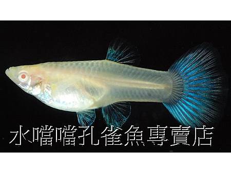 水噹噹孔雀魚006