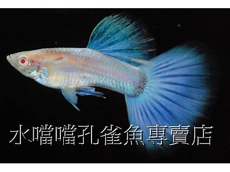 水噹噹孔雀魚002