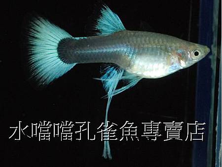 水噹噹孔雀魚005