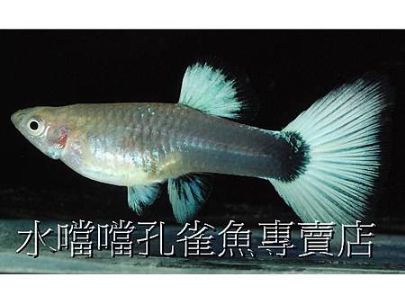 水噹噹孔雀魚004