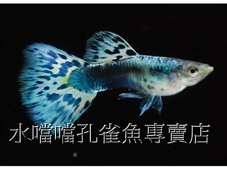 水噹噹孔雀魚001