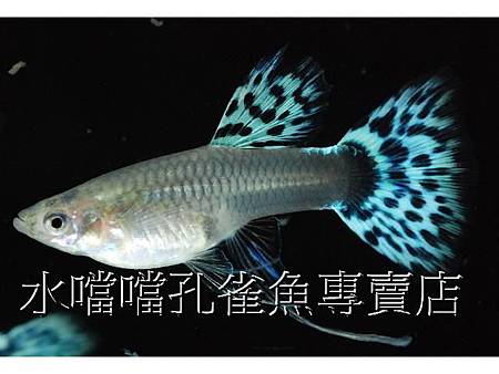 水噹噹孔雀魚007