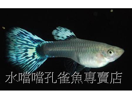 水噹噹孔雀魚005