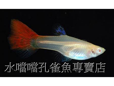 水噹噹孔雀魚003