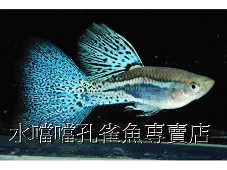 水噹噹孔雀魚002