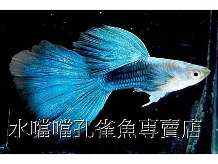 水噹噹孔雀魚002