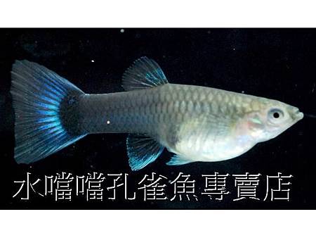 水噹噹孔雀魚003