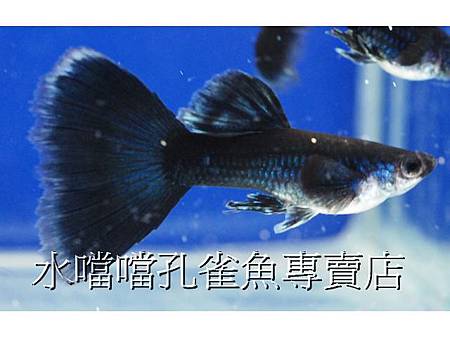 水噹噹孔雀魚專賣店001