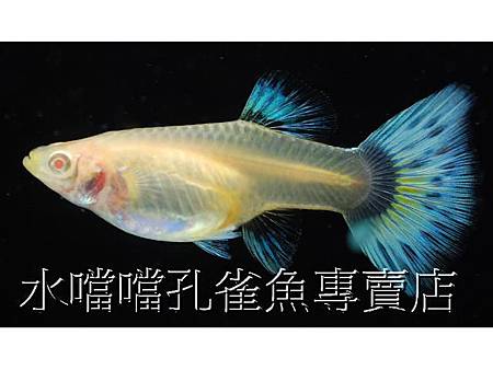 水噹噹孔雀魚005