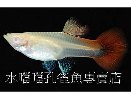 水噹噹孔雀魚006