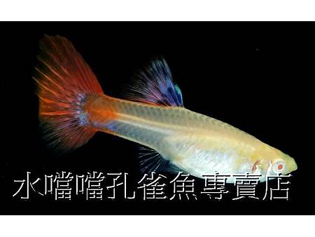 水噹噹孔雀魚006