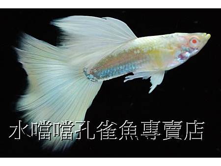 水噹噹孔雀魚005