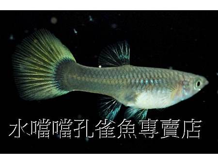 水噹噹孔雀魚005