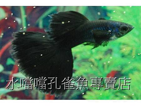 水噹噹孔雀魚002