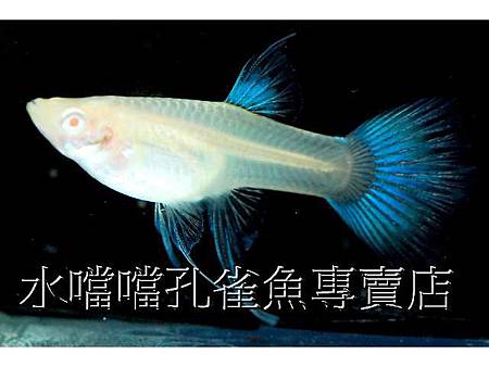 水噹噹孔雀魚005