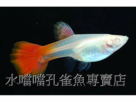 水噹噹孔雀魚004