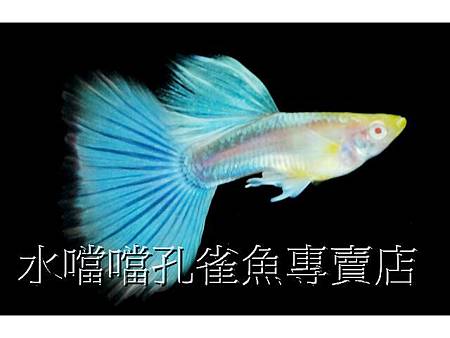 水噹噹孔雀魚004