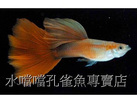 水噹噹孔雀魚001