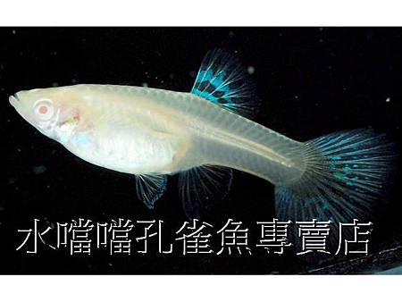 水噹噹孔雀魚005