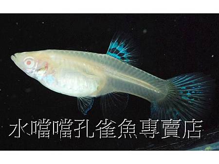 水噹噹孔雀魚006