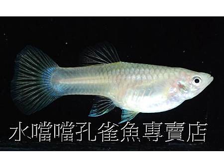 水噹噹孔雀魚005