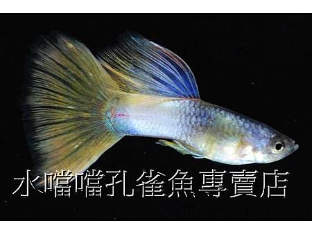 水噹噹孔雀魚001