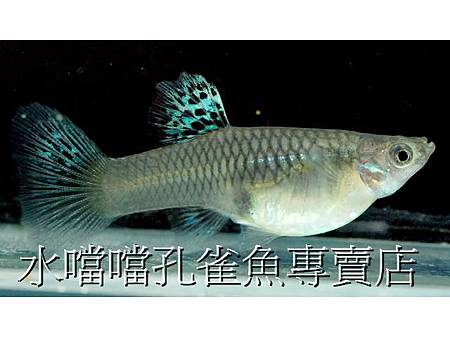 水噹噹孔雀魚005