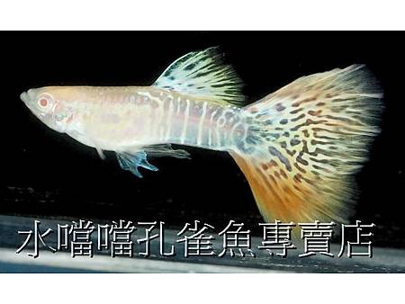 水噹噹孔雀魚001