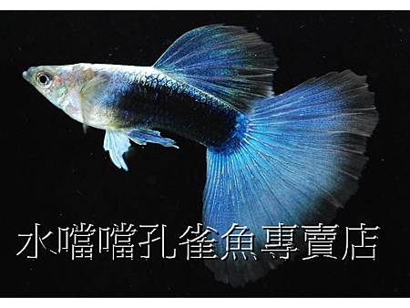 水噹噹孔雀魚001