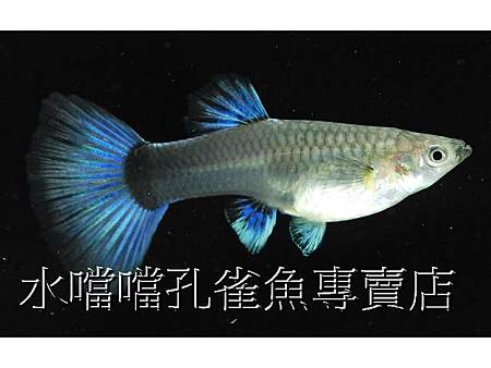 水噹噹孔雀魚003